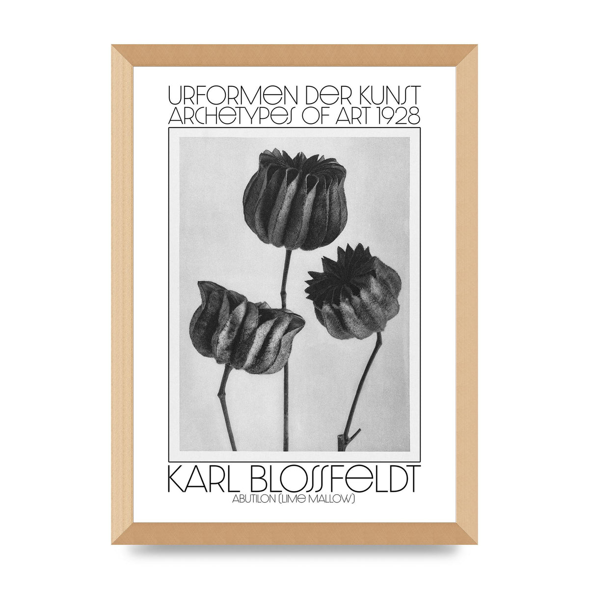 Karl Blossfeldt Urformen Der Kunst 1928 Abutilon Lime Mallow Printed Poster - A3 framed