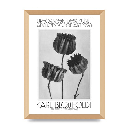 Karl Blossfeldt Urformen Der Kunst 1928 Abutilon Lime Mallow Printed Poster - A3 framed