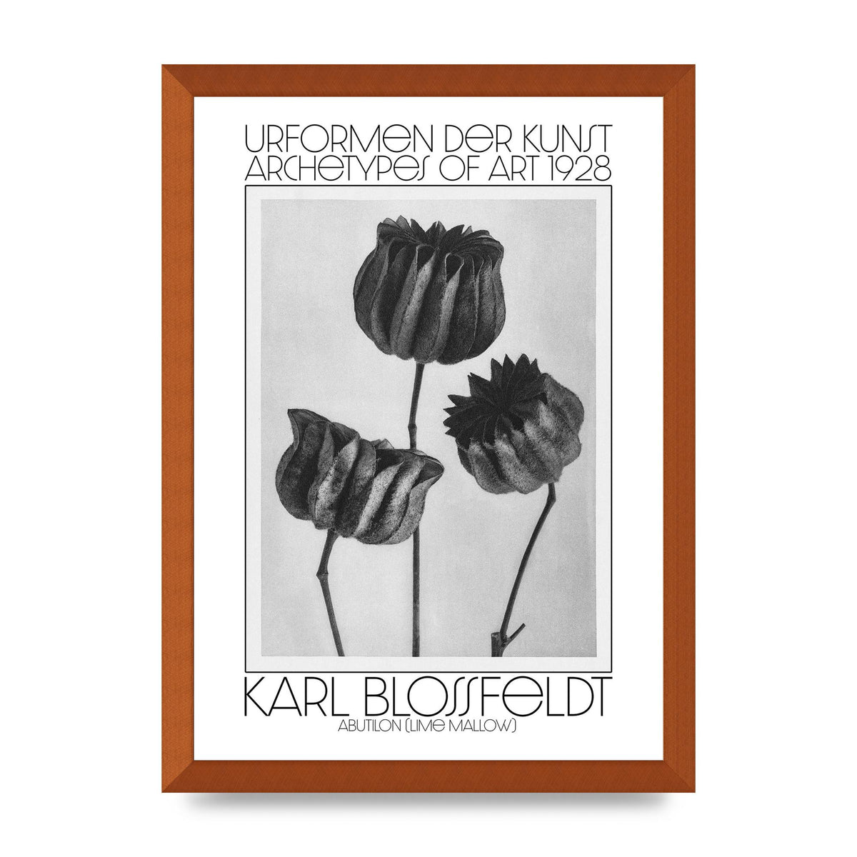 Karl Blossfeldt Urformen Der Kunst 1928 Abutilon Lime Mallow Printed Poster - A3 framed