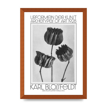 Karl Blossfeldt Urformen Der Kunst 1928 Abutilon Lime Mallow Printed Poster - A3 framed
