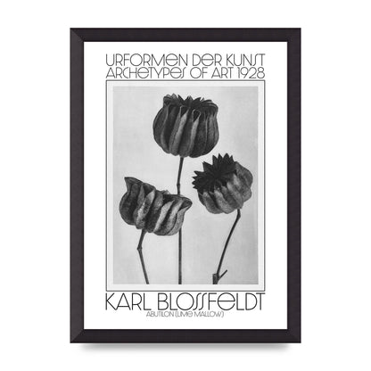 Karl Blossfeldt Urformen Der Kunst 1928 Abutilon Lime Mallow Printed Poster - A3 framed
