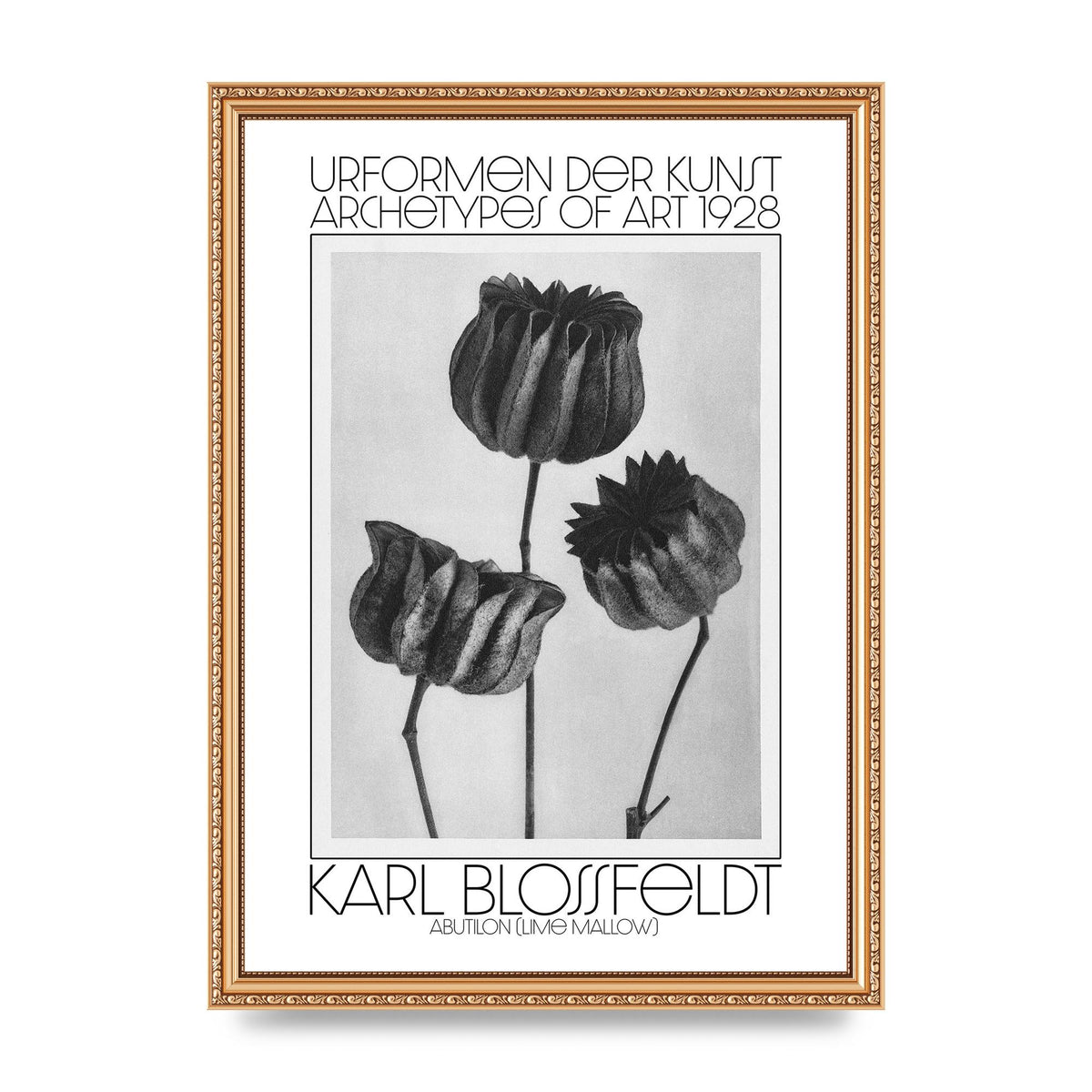 Karl Blossfeldt Urformen Der Kunst 1928 Abutilon Lime Mallow Printed Poster - A3 framed
