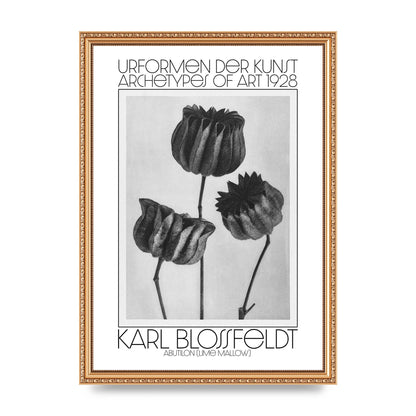Karl Blossfeldt Urformen Der Kunst 1928 Abutilon Lime Mallow Printed Poster - A3 framed