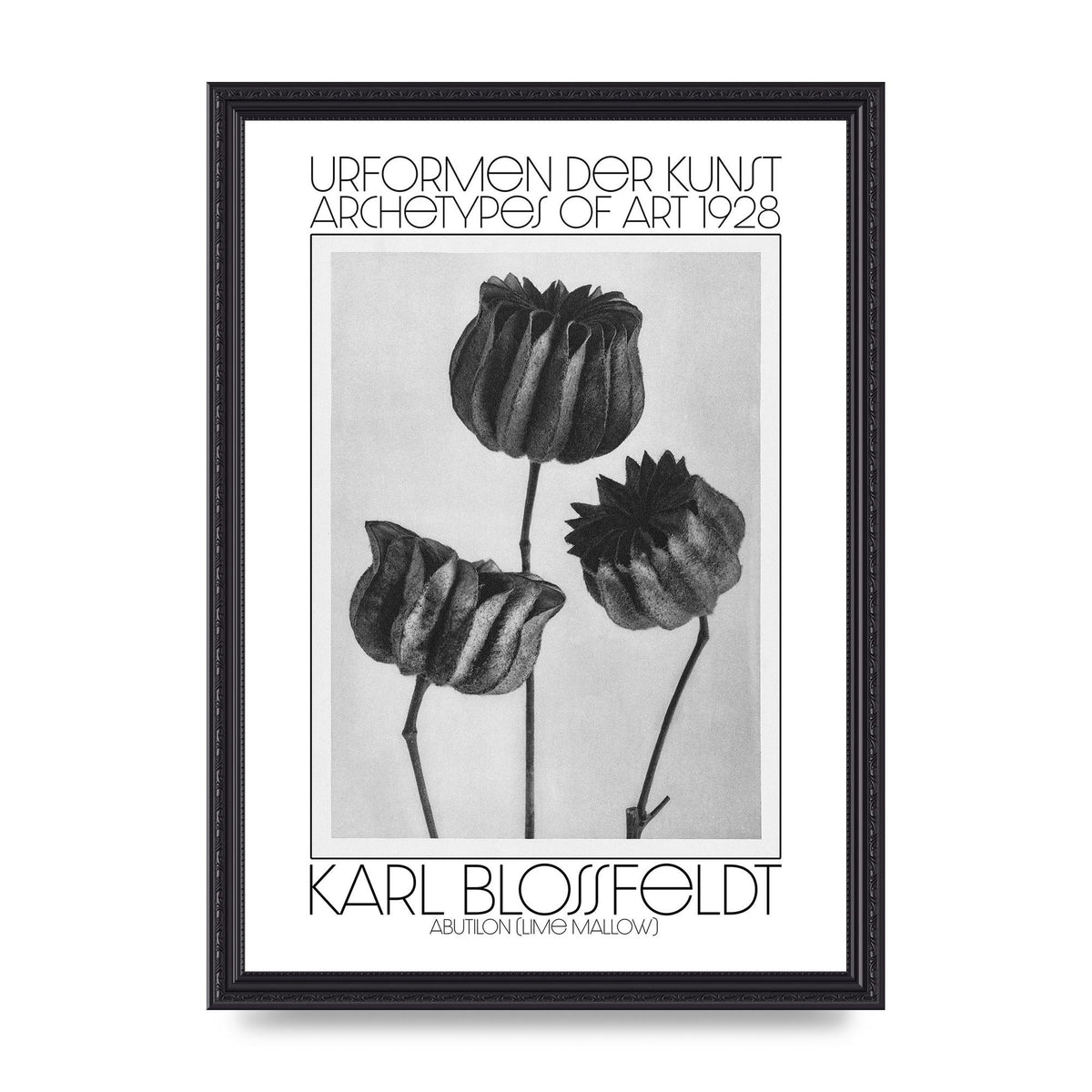 Karl Blossfeldt Urformen Der Kunst 1928 Abutilon Lime Mallow Printed Poster - A3 framed