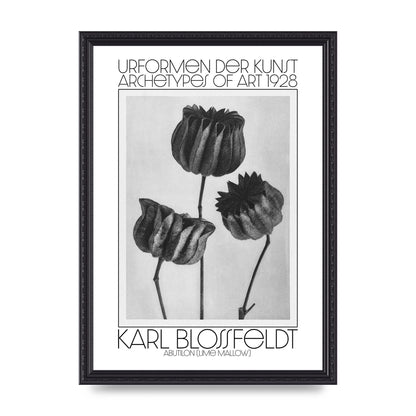 Karl Blossfeldt Urformen Der Kunst 1928 Abutilon Lime Mallow Printed Poster - A3 framed