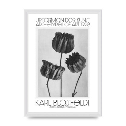 Karl Blossfeldt Urformen Der Kunst 1928 Abutilon Lime Mallow Printed Poster - A3 framed