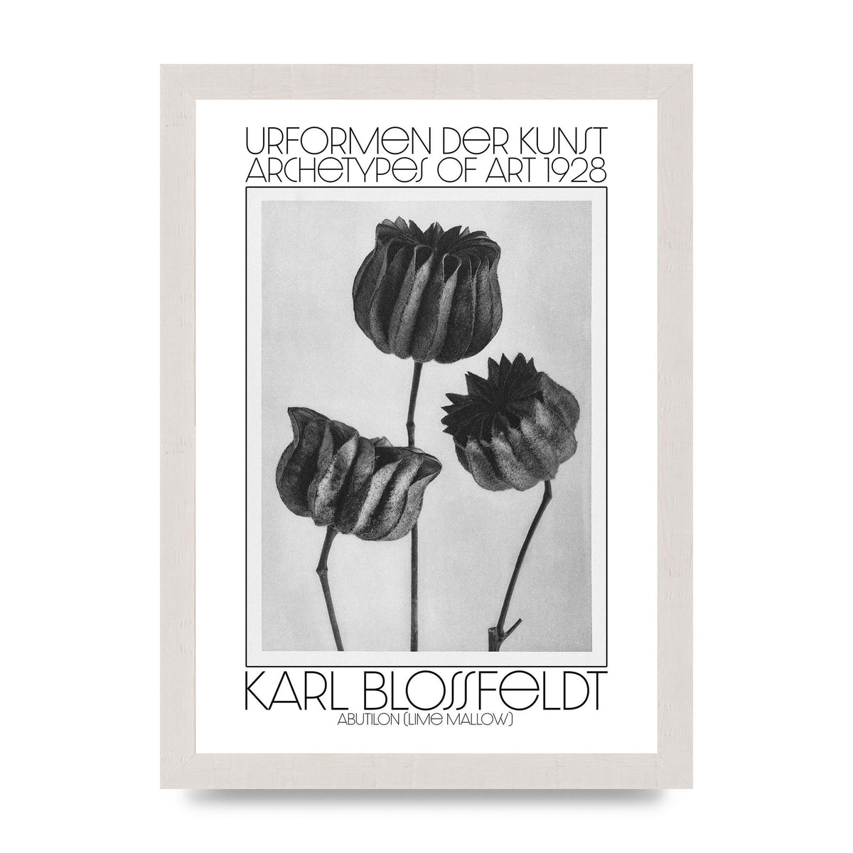 Karl Blossfeldt Urformen Der Kunst 1928 Abutilon Lime Mallow Printed Poster - A4 framed