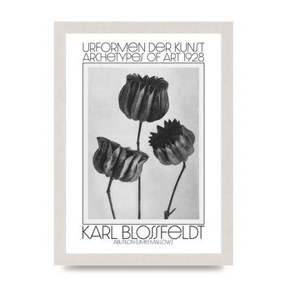 Karl Blossfeldt Urformen Der Kunst 1928 Abutilon Lime Mallow Printed Poster - A4 framed