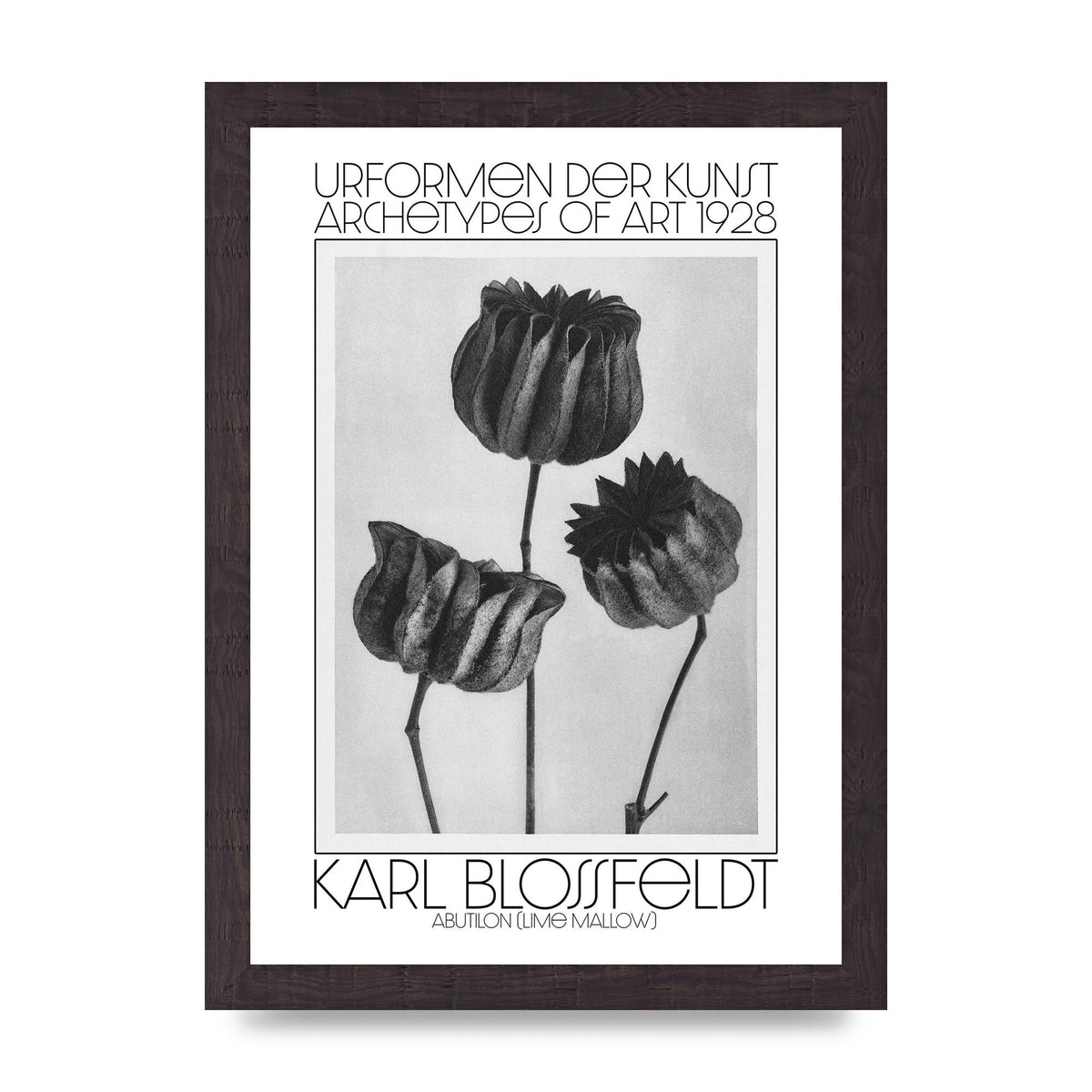 Karl Blossfeldt Urformen Der Kunst 1928 Abutilon Lime Mallow Printed Poster - A4 framed