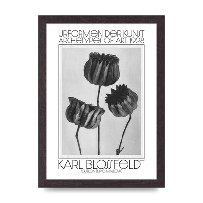 Karl Blossfeldt Urformen Der Kunst 1928 Abutilon Lime Mallow Printed Poster - A4 framed
