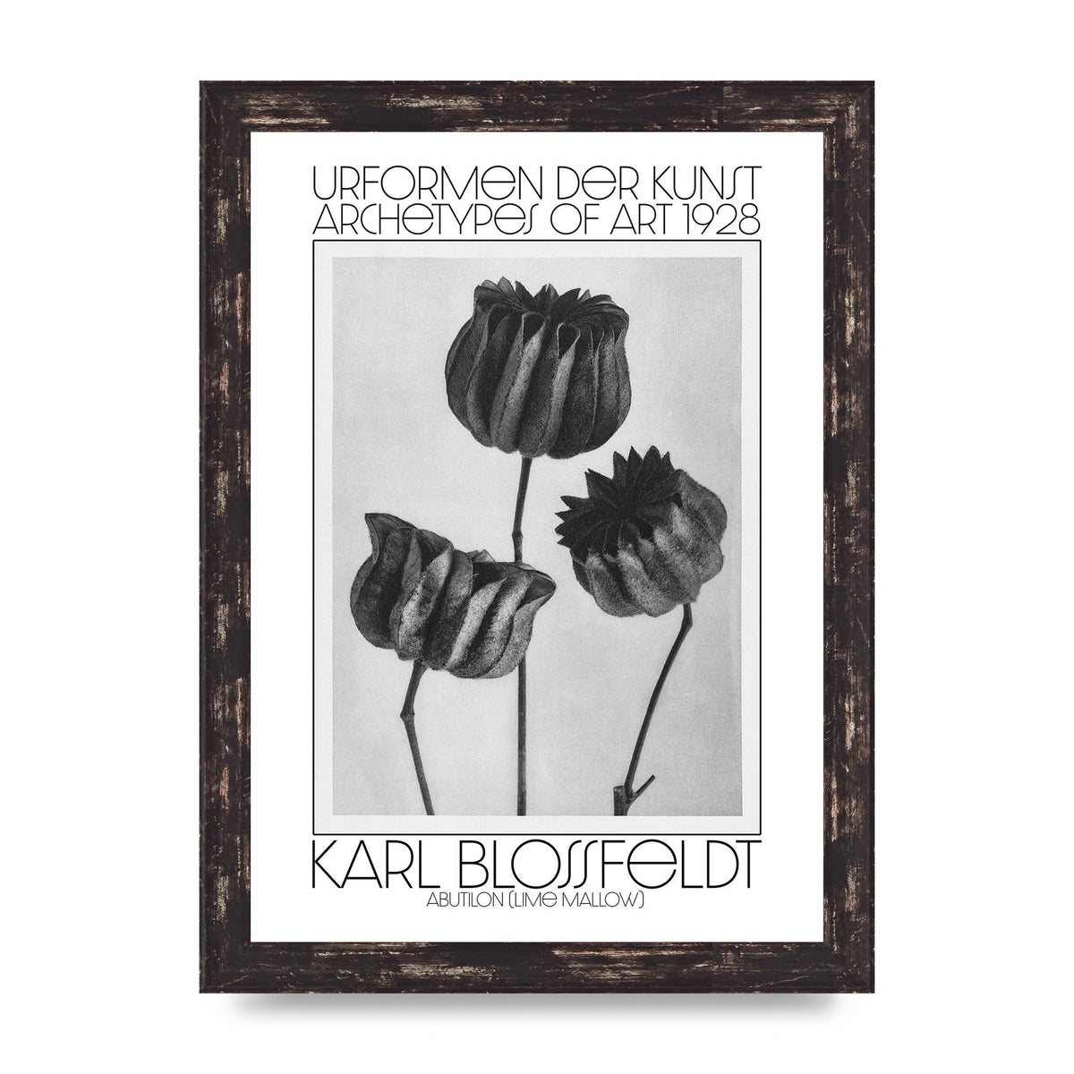 Karl Blossfeldt Urformen Der Kunst 1928 Abutilon Lime Mallow Printed Poster - A4 framed