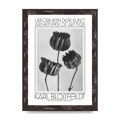 Karl Blossfeldt Urformen Der Kunst 1928 Abutilon Lime Mallow Printed Poster - A4 framed