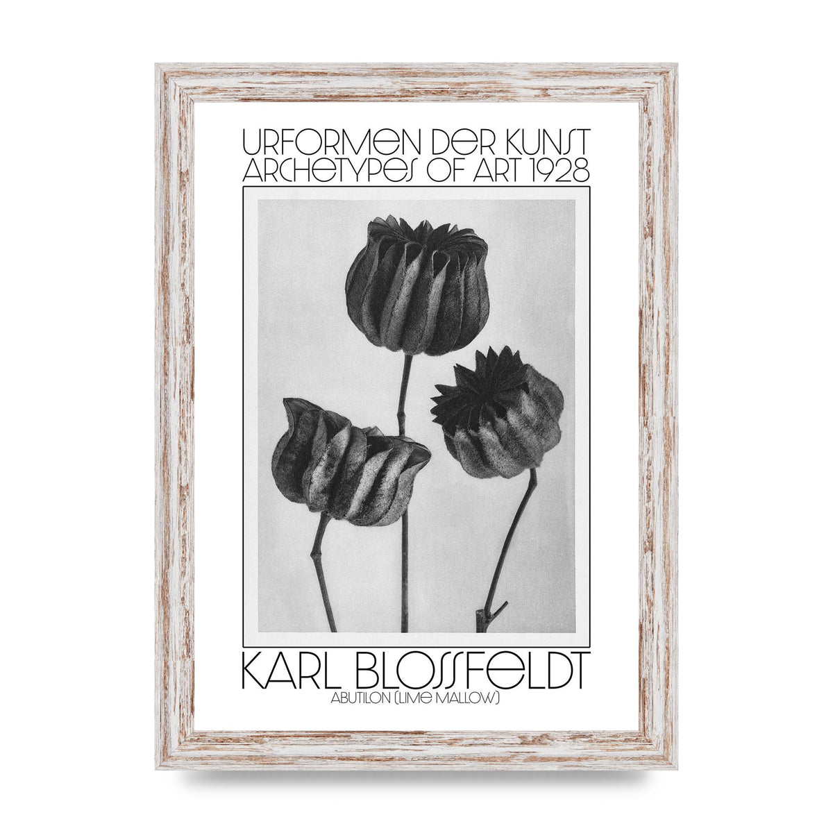 Karl Blossfeldt Urformen Der Kunst 1928 Abutilon Lime Mallow Printed Poster - A4 framed