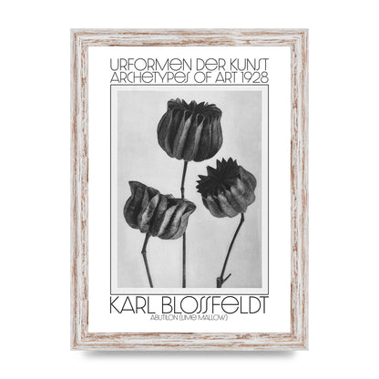 Karl Blossfeldt Urformen Der Kunst 1928 Abutilon Lime Mallow Printed Poster - A4 framed