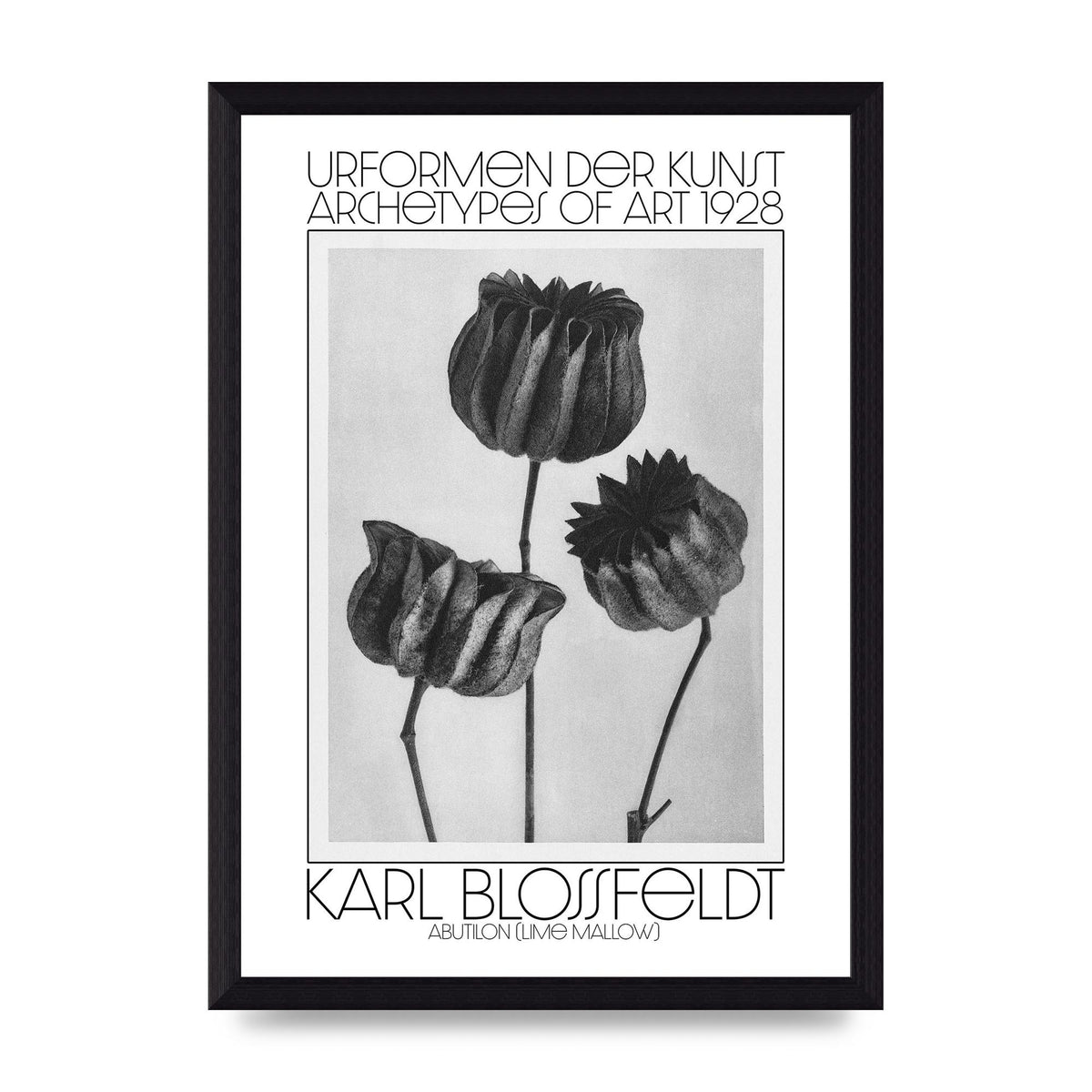 Karl Blossfeldt Urformen Der Kunst 1928 Abutilon Lime Mallow Printed Poster - A4 framed