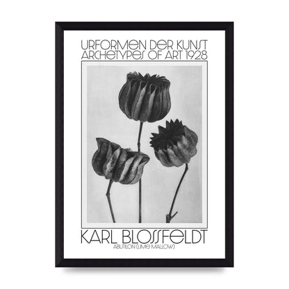 Karl Blossfeldt Urformen Der Kunst 1928 Abutilon Lime Mallow Printed Poster - A4 framed