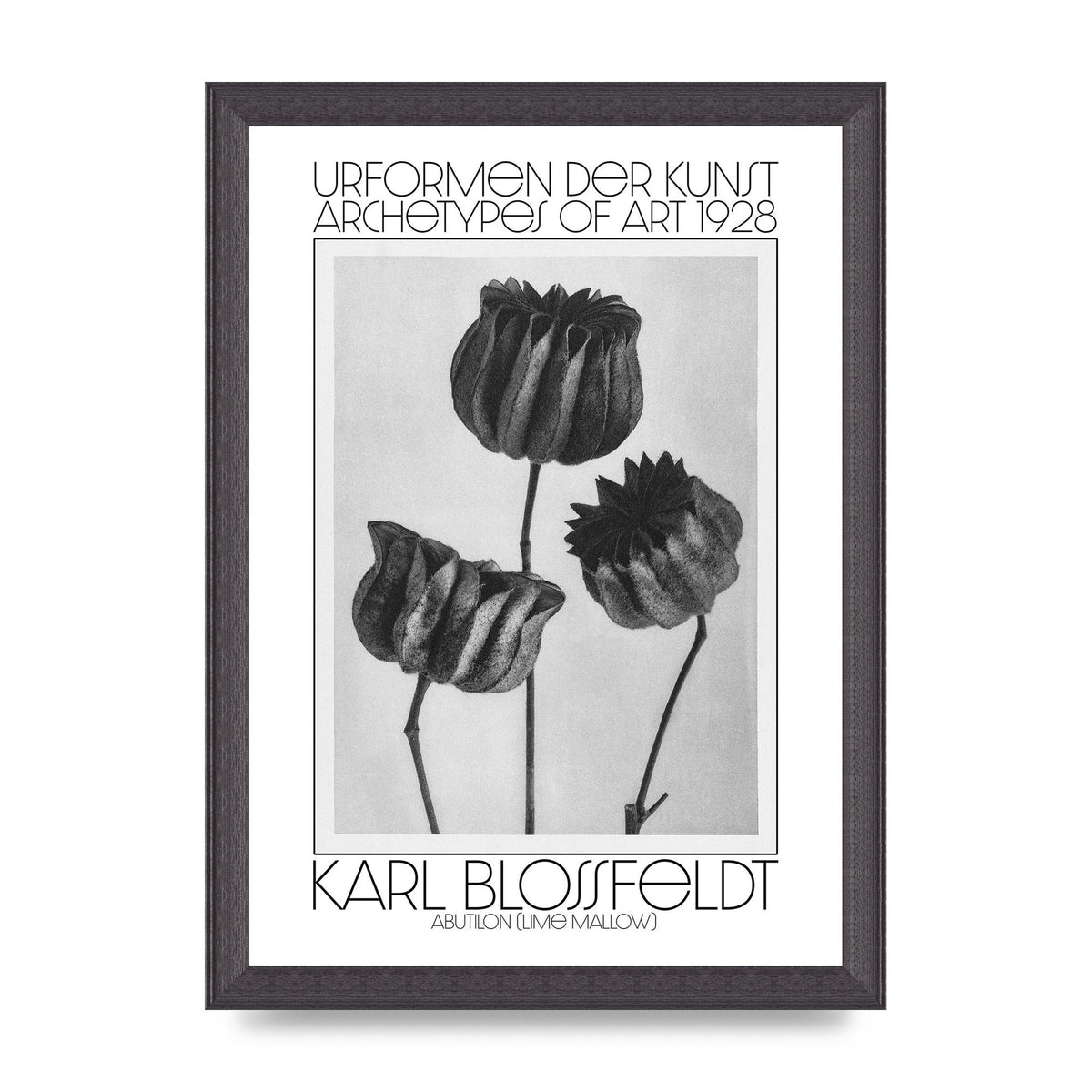 Karl Blossfeldt Urformen Der Kunst 1928 Abutilon Lime Mallow Printed Poster - A4 framed