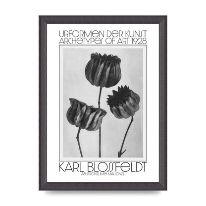 Karl Blossfeldt Urformen Der Kunst 1928 Abutilon Lime Mallow Printed Poster - A4 framed