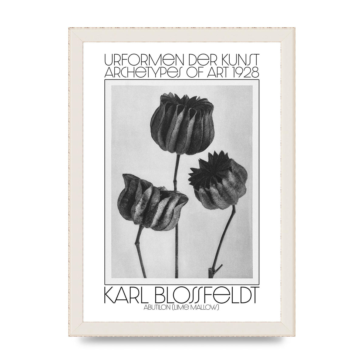 Karl Blossfeldt Urformen Der Kunst 1928 Abutilon Lime Mallow Printed Poster - A4 framed
