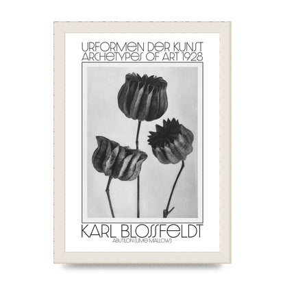 Karl Blossfeldt Urformen Der Kunst 1928 Abutilon Lime Mallow Printed Poster - A4 framed