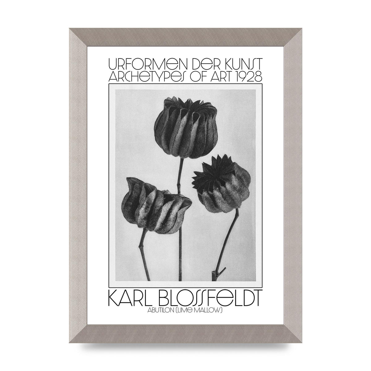 Karl Blossfeldt Urformen Der Kunst 1928 Abutilon Lime Mallow Printed Poster - A4 framed