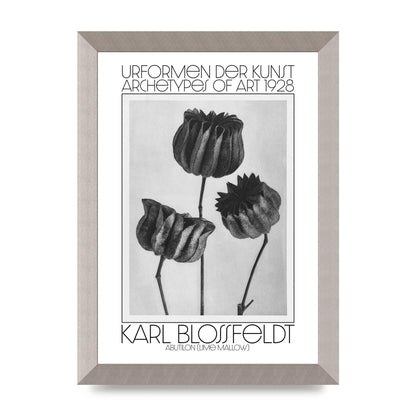 Karl Blossfeldt Urformen Der Kunst 1928 Abutilon Lime Mallow Printed Poster - A4 framed