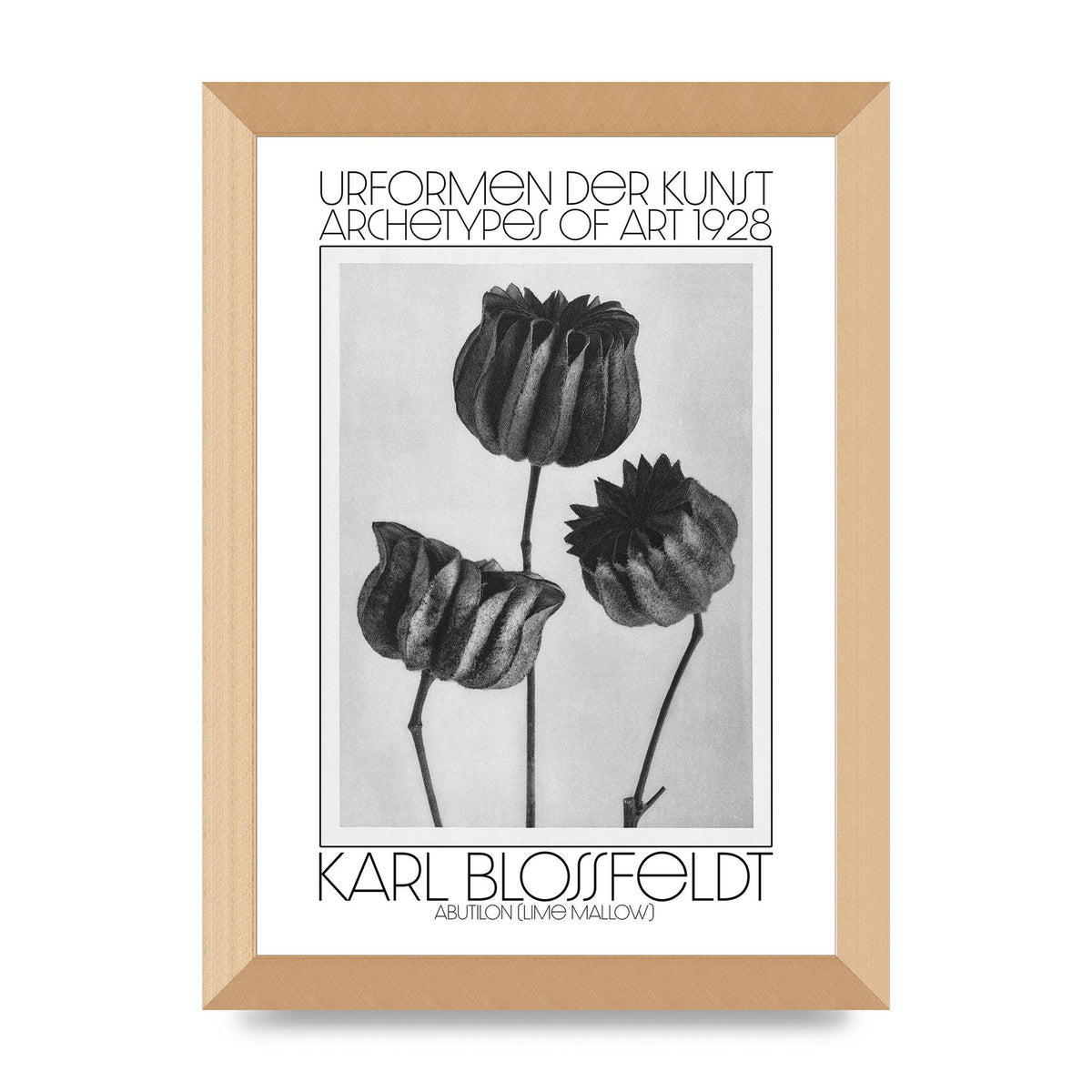 Karl Blossfeldt Urformen Der Kunst 1928 Abutilon Lime Mallow Printed Poster - A4 framed