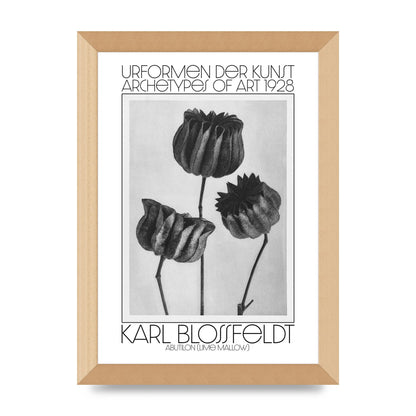 Karl Blossfeldt Urformen Der Kunst 1928 Abutilon Lime Mallow Printed Poster - A4 framed