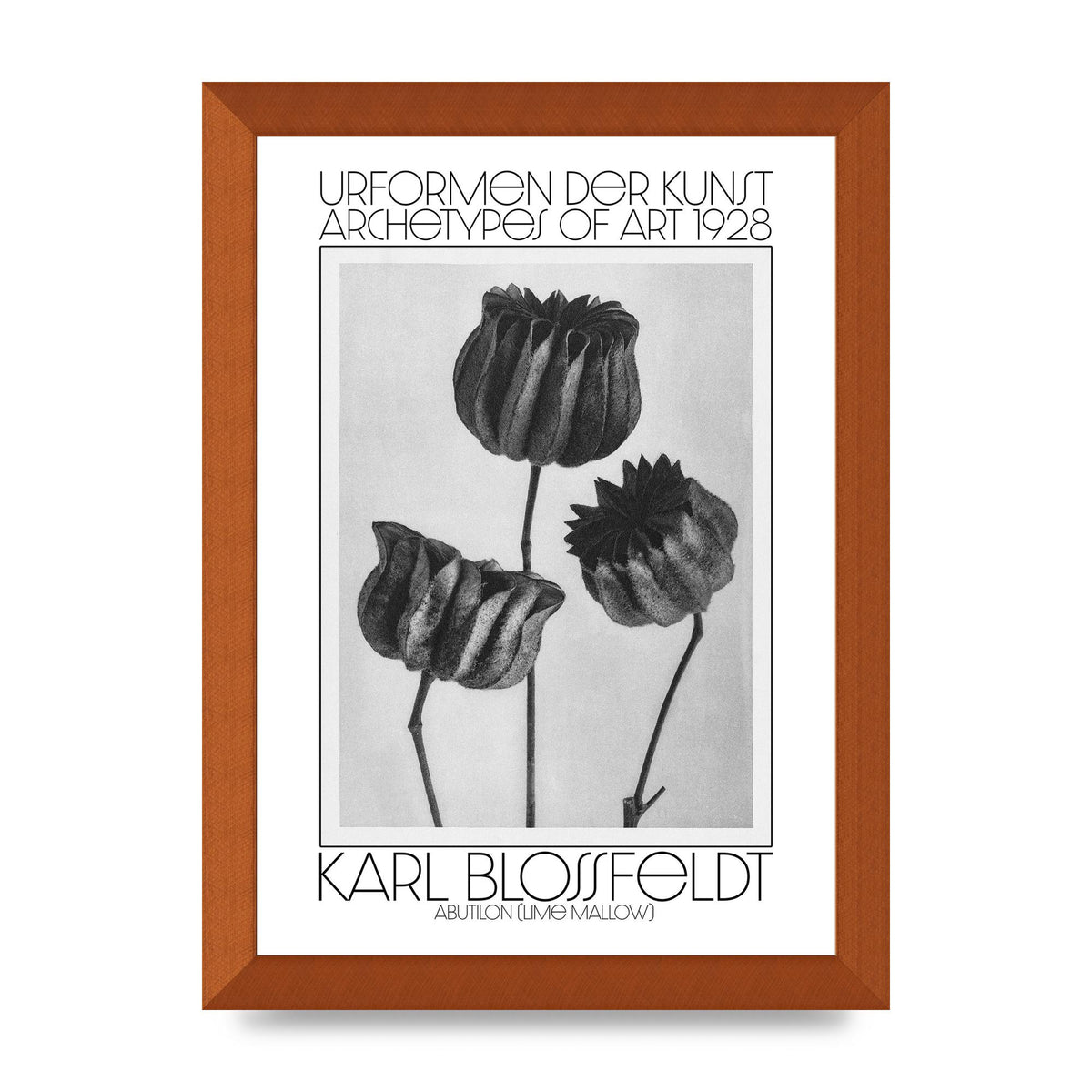 Karl Blossfeldt Urformen Der Kunst 1928 Abutilon Lime Mallow Printed Poster - A4 framed