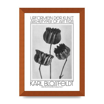 Karl Blossfeldt Urformen Der Kunst 1928 Abutilon Lime Mallow Printed Poster - A4 framed