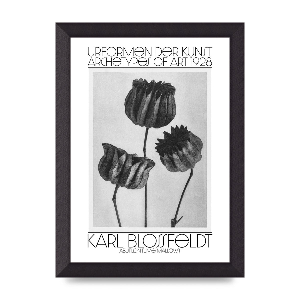 Karl Blossfeldt Urformen Der Kunst 1928 Abutilon Lime Mallow Printed Poster - A4 framed