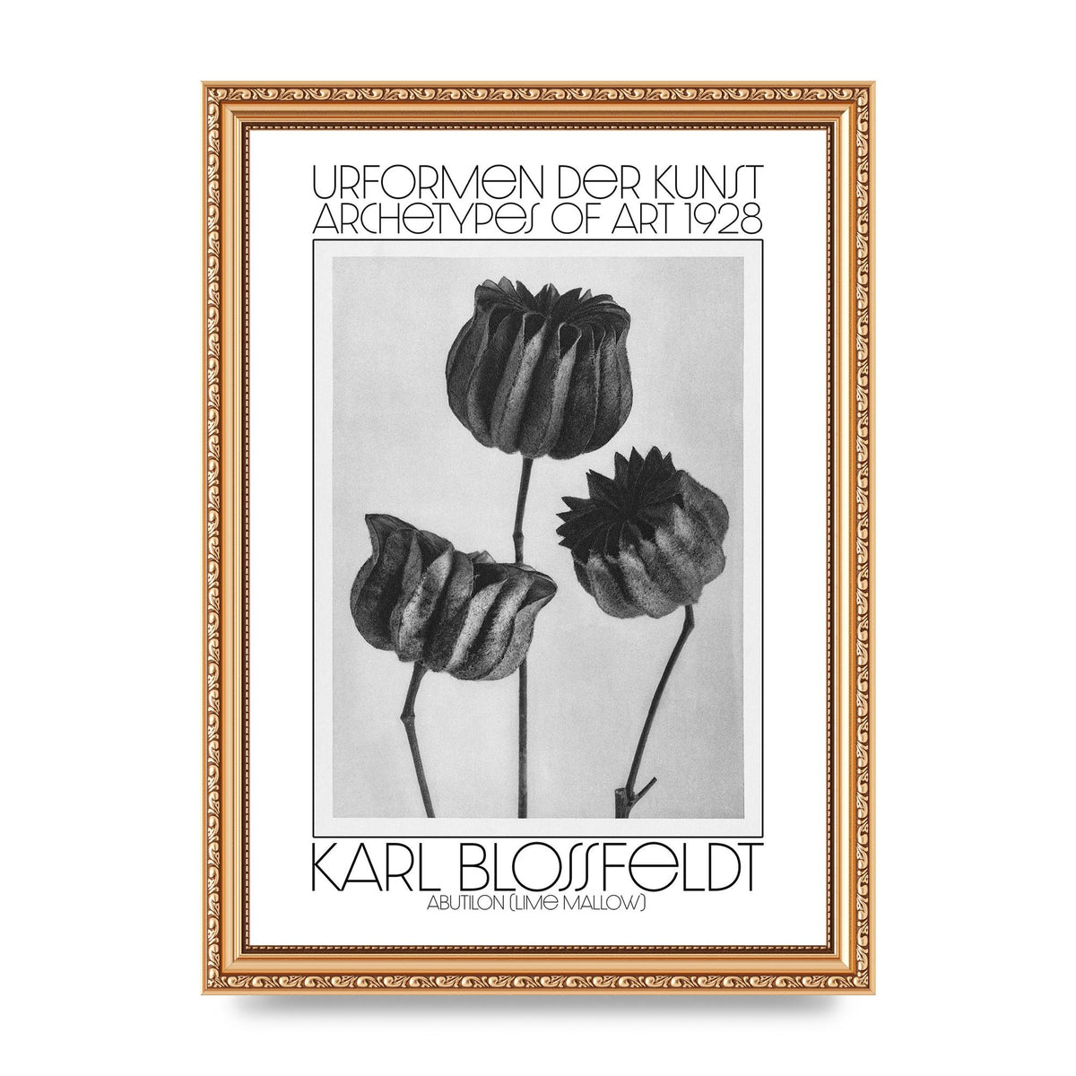 Karl Blossfeldt Urformen Der Kunst 1928 Abutilon Lime Mallow Printed Poster - A4 framed