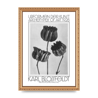 Karl Blossfeldt Urformen Der Kunst 1928 Abutilon Lime Mallow Printed Poster - A4 framed