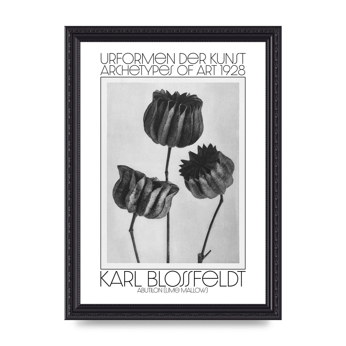 Karl Blossfeldt Urformen Der Kunst 1928 Abutilon Lime Mallow Printed Poster - A4 framed