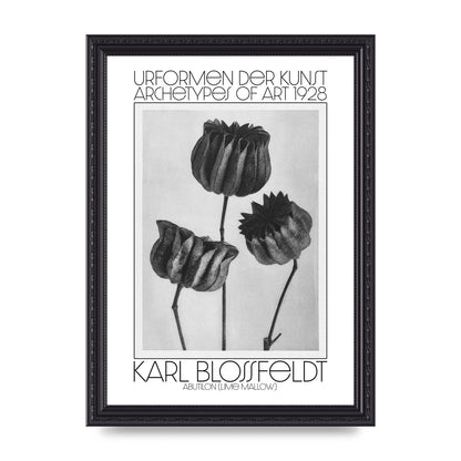 Karl Blossfeldt Urformen Der Kunst 1928 Abutilon Lime Mallow Printed Poster - A4 framed