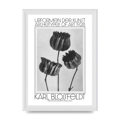Karl Blossfeldt Urformen Der Kunst 1928 Abutilon Lime Mallow Printed Poster - A4 framed