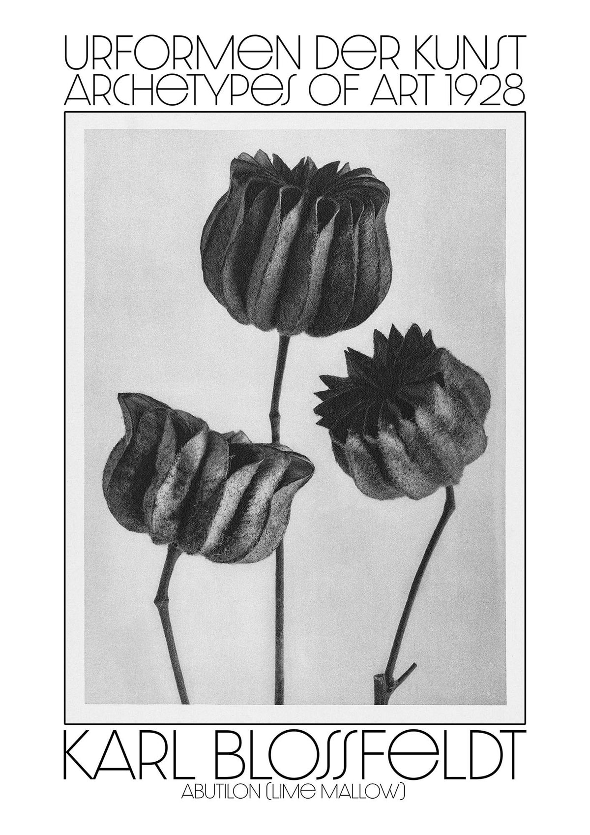 Karl Blossfeldt Urformen Der Kunst 1928 Abutilon Lime Mallow Printed Poster - detail