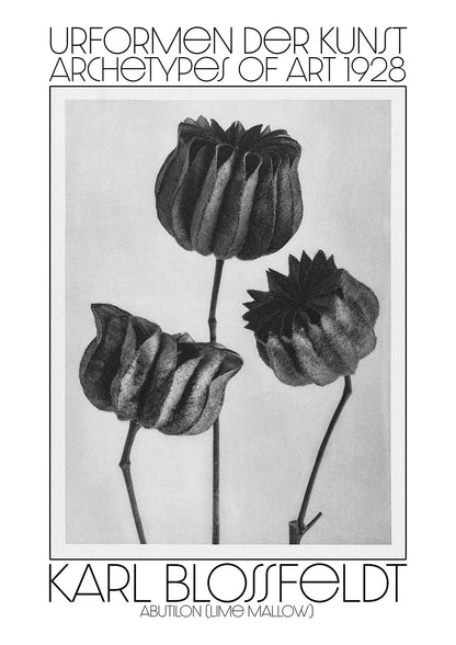 Karl Blossfeldt Urformen Der Kunst 1928 Abutilon Lime Mallow Printed Poster - detail