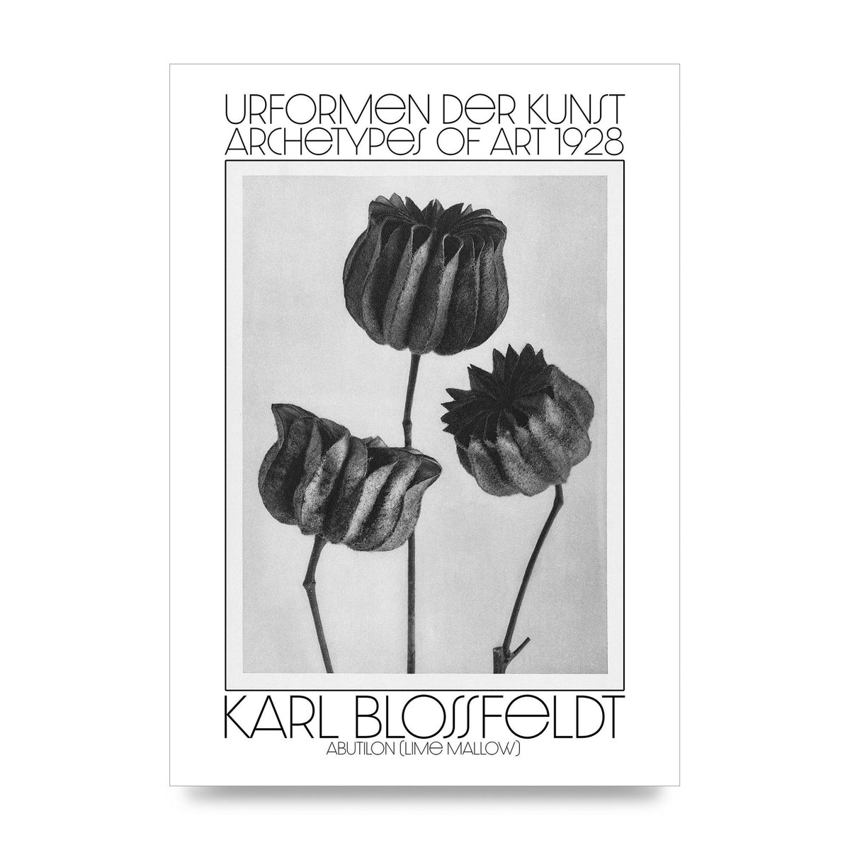 Karl Blossfeldt Urformen Der Kunst 1928 Abutilon Lime Mallow Printed Poster - unframed print