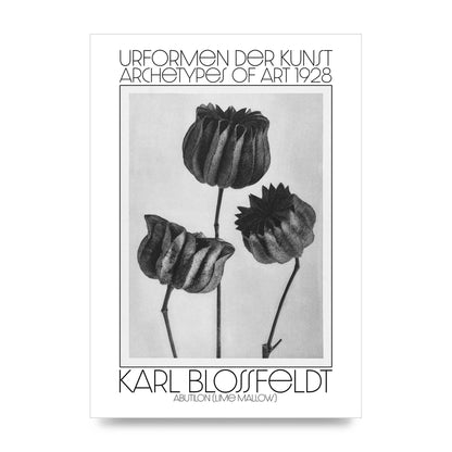 Karl Blossfeldt Urformen Der Kunst 1928 Abutilon Lime Mallow Printed Poster - unframed print
