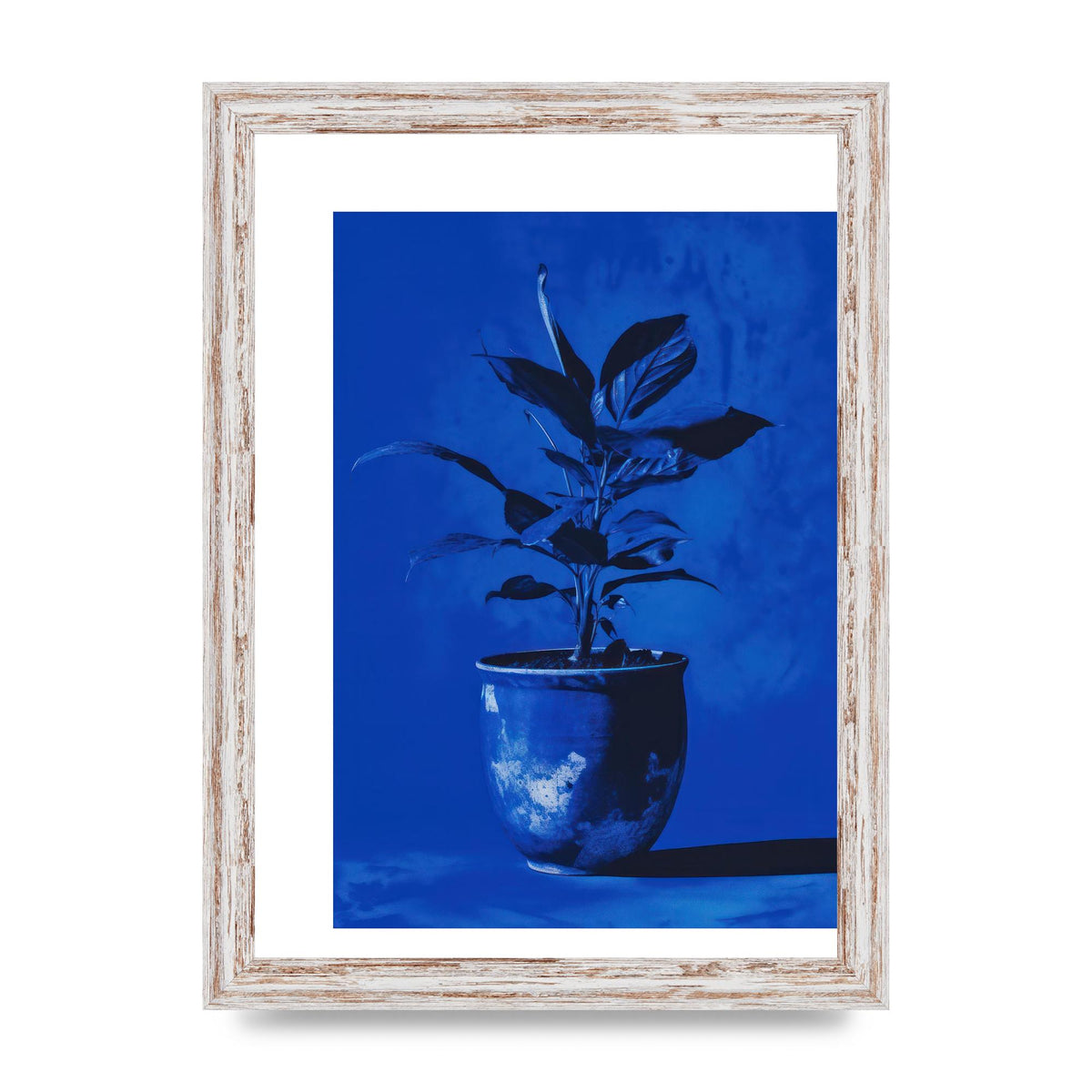 Abstract Plant on Yves Klein Blue