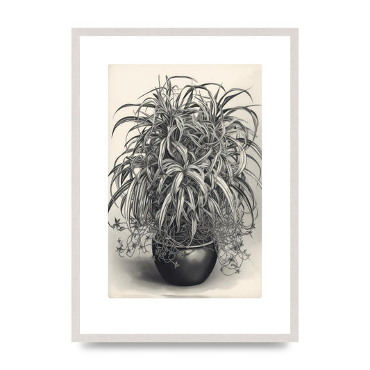 Spider Plant in Bold Monochrome, print in an A2 white saw cut grain frame