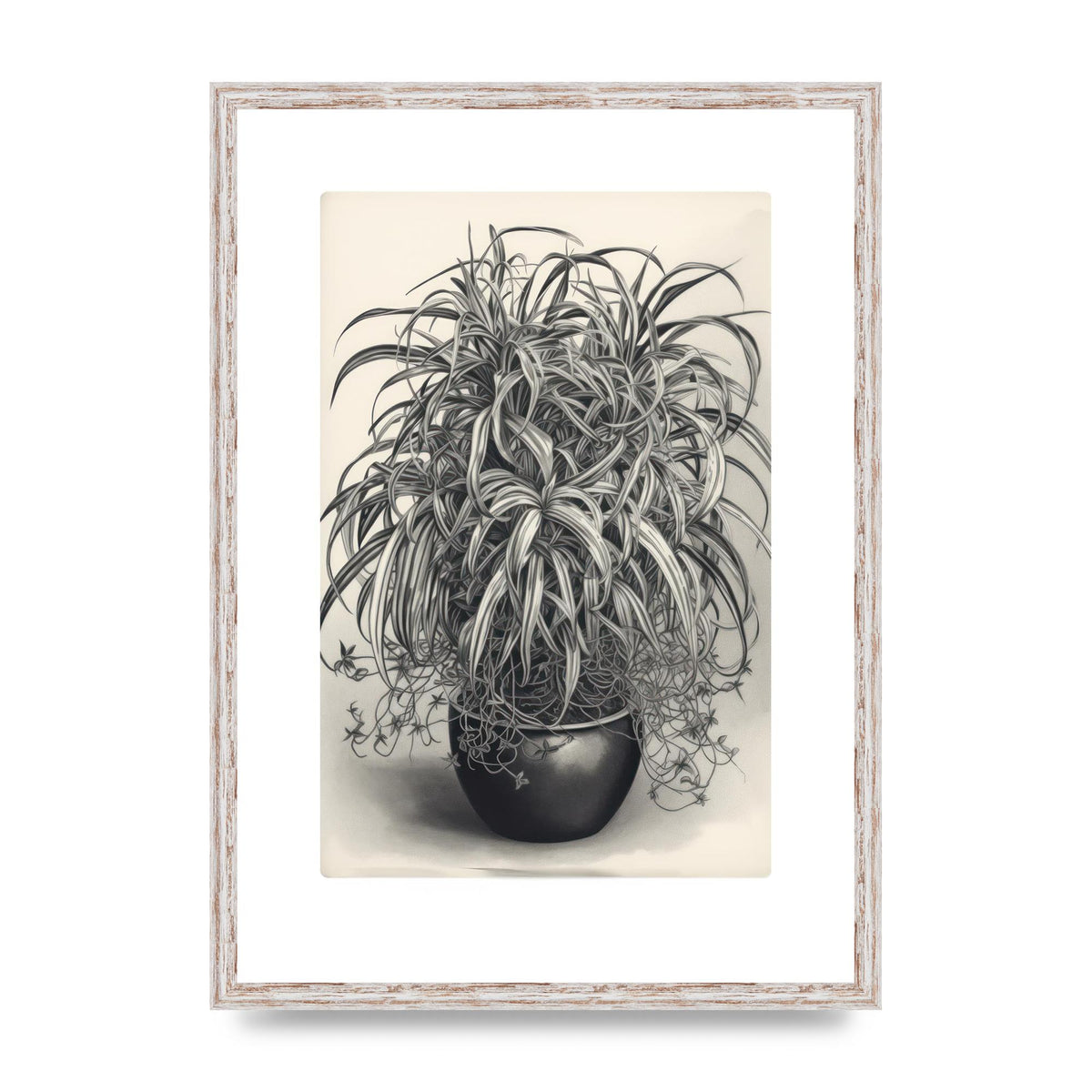 Spider Plant in Bold Monochrome