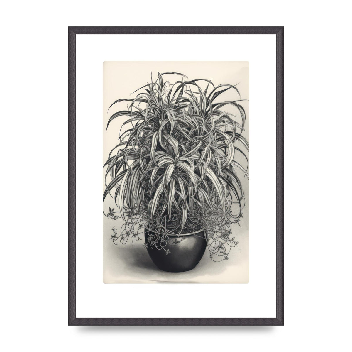 Spider Plant in Bold Monochrome