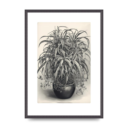 Spider Plant in Bold Monochrome