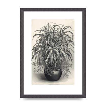 Spider Plant in Bold Monochrome