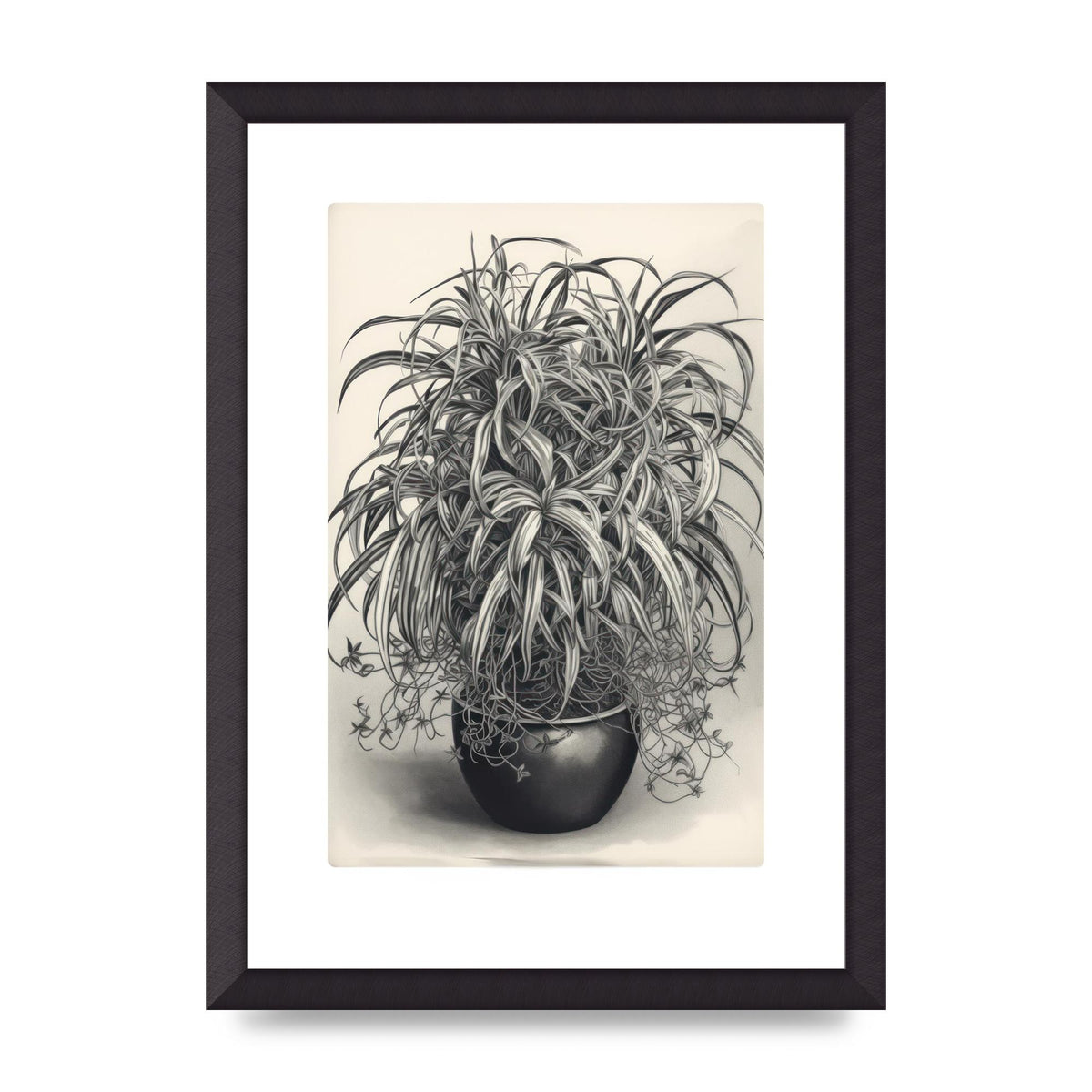 Spider Plant in Bold Monochrome
