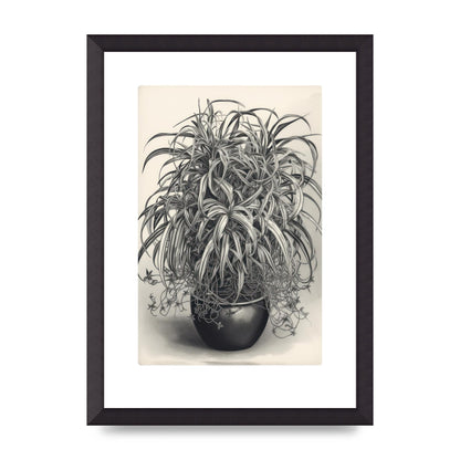 Spider Plant in Bold Monochrome