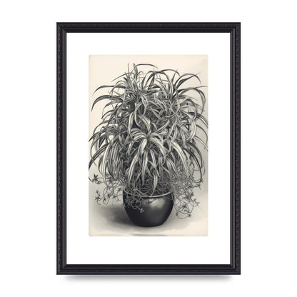 Spider Plant in Bold Monochrome