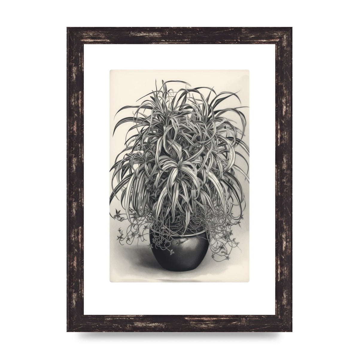 Spider Plant in Bold Monochrome